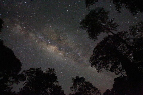 Evening Rainforest & Glow Worm Experience - Attractions Brisbane 4