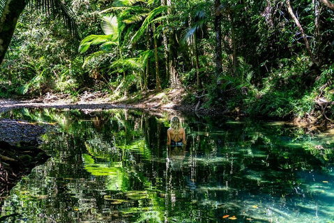Daintree And Cape Tribulation Full Day Guided Tour - Attractions Brisbane 1
