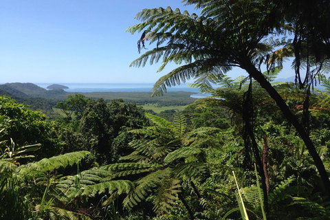 Daintree And Cape Tribulation Full Day Guided Tour - Attractions Brisbane 2