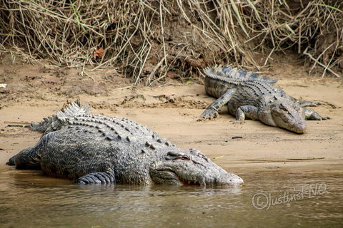 Daintree And Cape Tribulation Full Day Guided Tour - Attractions Brisbane 3