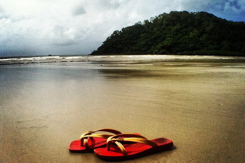Daintree And Cape Tribulation Full Day Guided Tour - Attractions Brisbane 4