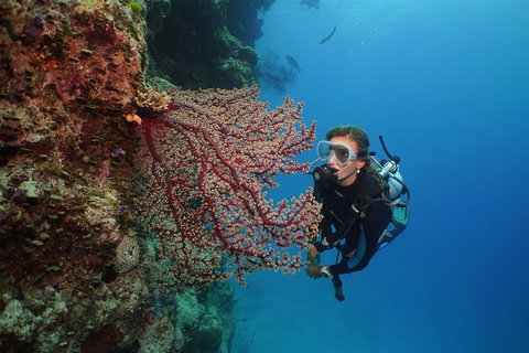Silversonic Outer Great Barrier Reef Dive And Snorkel Cruise From Port Douglas - Attractions Brisbane 0