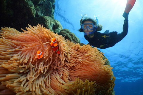Silversonic Outer Great Barrier Reef Dive And Snorkel Cruise From Port Douglas - Attractions Brisbane 3