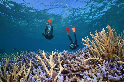 Silversonic Outer Great Barrier Reef Dive And Snorkel Cruise From Port Douglas - Attractions Brisbane 4
