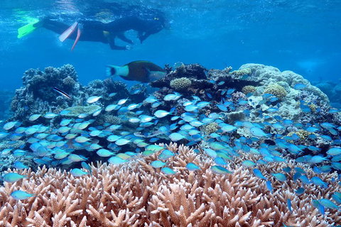 Silversonic Outer Great Barrier Reef Dive And Snorkel Cruise From Port Douglas - Attractions Brisbane 5