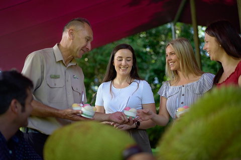 Daintree And Cape Tribulation Tour From Cairns - Attractions Brisbane 5