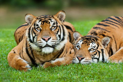 The Ultimate Gold Coast Attractions Pass - Attractions Brisbane 2