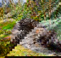 Cradle Mountain National Park Day Tour from Launceston - Attractions Brisbane
