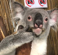 Kuranda Tour Deluxe Course with Kuranda 3 Zoos or Free Course - Attractions Brisbane