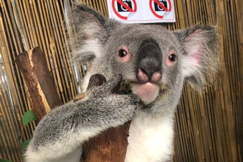 Kuranda Tour Deluxe Course With Kuranda 3 Zoos Or Free Course - Attractions Brisbane 0