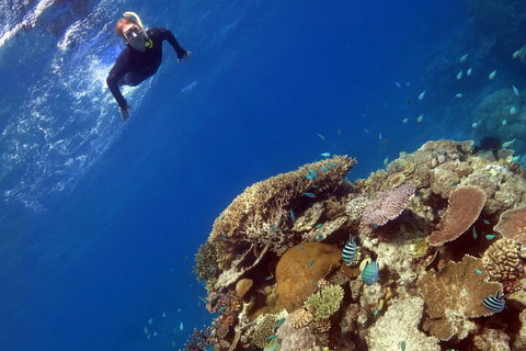 Silverswift Outer Great Barrier Reef Dive And Snorkel Cruise From Cairns - Attractions Brisbane 3