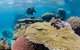 Silverswift Outer Great Barrier Reef Dive And Snorkel Cruise From Cairns - thumb 5
