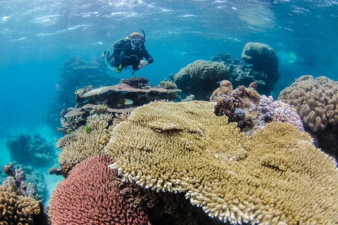Silverswift Outer Great Barrier Reef Dive And Snorkel Cruise From Cairns - Attractions Brisbane 5