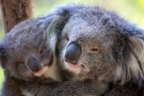 Half-Day Or Full-Day Tour With Private Guide From Melbourne - Attractions Brisbane 1