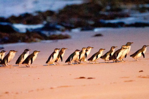 Half-Day Or Full-Day Tour With Private Guide From Melbourne - Attractions Brisbane 5