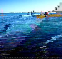 Penguin and Seal Islands Sea Kayaking Experience - Attractions Brisbane