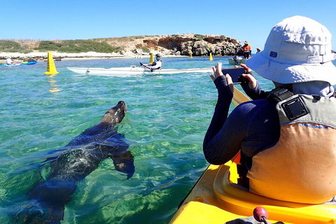 Penguin And Seal Islands Sea Kayaking Experience - Attractions Brisbane 2