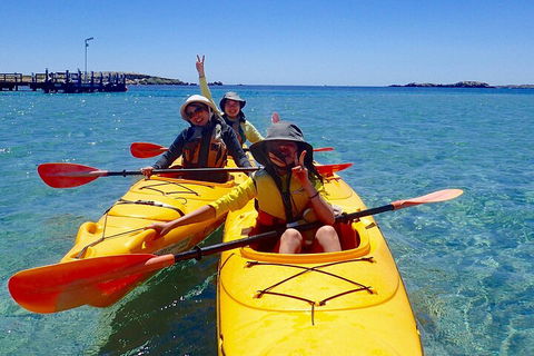 Penguin And Seal Islands Sea Kayaking Experience - Attractions Brisbane 4