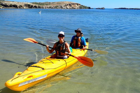 Penguin And Seal Islands Sea Kayaking Experience - Attractions Brisbane 5