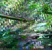 Double Pack-Ancient Rainforest and Waterfalls - Attractions Brisbane
