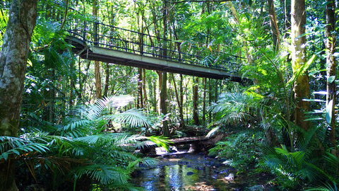 Double Pack-Ancient Rainforest And Waterfalls! - Attractions Brisbane 0