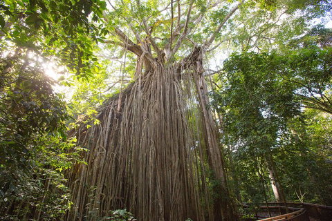 Double Pack-Ancient Rainforest And Waterfalls! - Attractions Brisbane 5