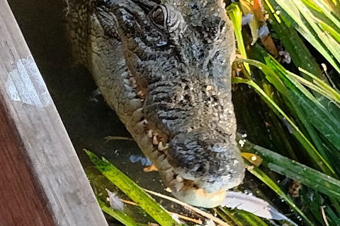 Litchfield Park Adventures And Jumping Crocodile Cruise + Butterfly Farm - Attractions Brisbane 1