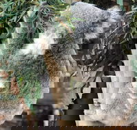 Private Blue Mountains and Wildlife Park Tour from Sydney with Barbecue Lunch - Attractions Brisbane