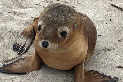 Kangaroo Island Scenic Trail Tour - Attractions Brisbane 0