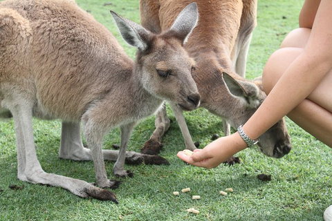 Pinnacles Desert, Koalas And Sandboarding 4WD Day Tour From Perth - Attractions Brisbane 1