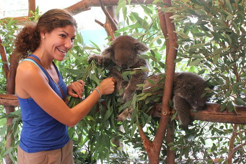 Pinnacles Desert, Koalas And Sandboarding 4WD Day Tour From Perth - Attractions Brisbane 5