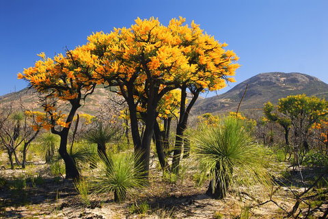 Best Of Perth Wildflower Season Day Trip - Attractions Brisbane 3