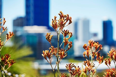 Best Of Perth Wildflower Season Day Trip - Attractions Brisbane 4