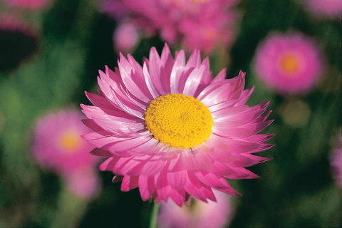 Best Of Perth Wildflower Season Day Trip - Attractions Brisbane 5