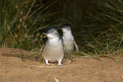 Phillip Island Penguin, Brighton Beach, Moonlit Sanctuary From Melbourne - Attractions Brisbane 2