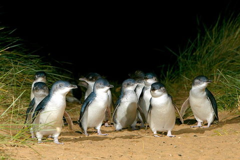 Phillip Island Penguin, Brighton Beach, Moonlit Sanctuary From Melbourne - Attractions Brisbane 5