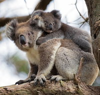 Great Ocean Road Sunset Tour from Melbourne - Attractions Brisbane