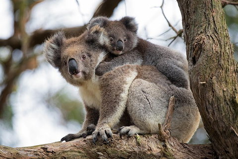 Great Ocean Road Sunset Tour From Melbourne - Attractions Brisbane 0
