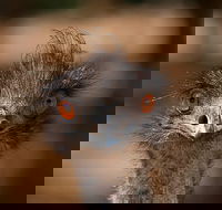 Currumbin Wildlife Sanctuary General Entry Ticket - Attractions Brisbane
