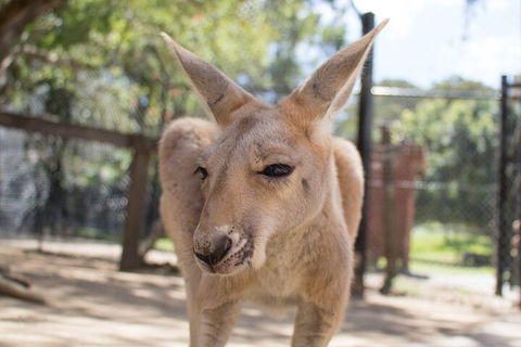 Currumbin Wildlife Sanctuary General Entry Ticket - Attractions Brisbane 2