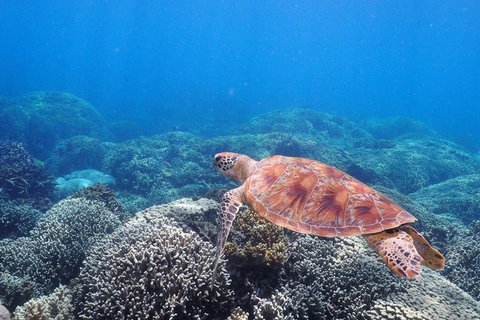 Calypso Outer Great Barrier Reef Cruise From Port Douglas - Attractions Brisbane 2