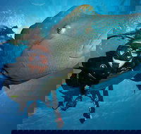 Great Barrier Reef Snorkeling and Diving Cruise from Cairns - Attractions Brisbane