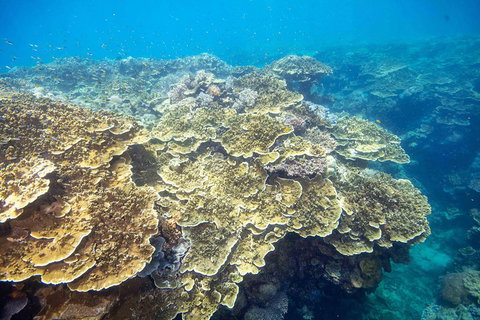 Cruise To Moore Reef Pontoon And Return Helicopter Flight From Cairns - Attractions Brisbane 5