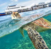 Scenic Helicopter Flight to Moore Reef and Return Snorkeling Cruise from Cairns - Attractions Brisbane