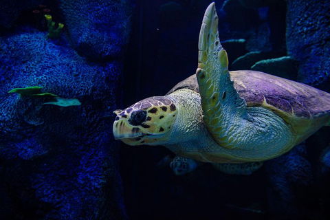 Sydney Attractions Pass: SEA LIFE Aquarium, Sydney Tower Eye, WILD LIFE Zoo And Madame Tussauds - Attractions Brisbane 1