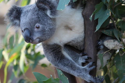 Sydney Attractions Pass: SEA LIFE Aquarium, Sydney Tower Eye, WILD LIFE Zoo And Madame Tussauds - Attractions Brisbane 2