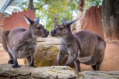 Sydney Attractions Pass: SEA LIFE Aquarium, Sydney Tower Eye, WILD LIFE Zoo And Madame Tussauds - Attractions Brisbane 5