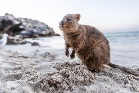 Fremantle To Rottnest Island Roundtrip Ferry Ticket - Attractions Brisbane 1