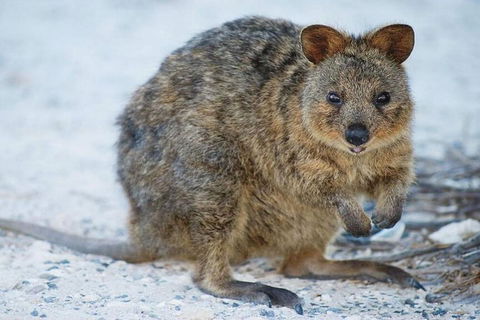 Perth To Rottnest Island Roundtrip Ferry Ticket - Attractions Brisbane 3