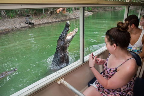 Breakfast With The Koalas At Hartley's Crocodile Park From Cairns Or Palm Cove - Attractions Brisbane 4